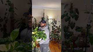 Epipremnum pinnatum albo plantroom houseplants plantvibes [upl. by Finella957]