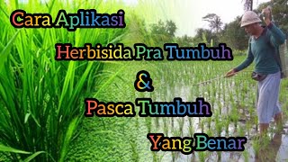 Petani Wajib Tau Cara Aplikasi Herbisida Pra Tumbuh amp Pasca Tumbuh Yang Benar [upl. by Adabelle]