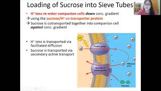 Chap 7 Part 2  Translocation  Cambridge ALevel 9700 Biology [upl. by Cozza869]