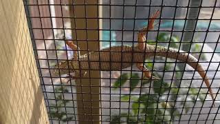 Female wall lizard Podarcis muralis climbing in her enclosure [upl. by Flss]