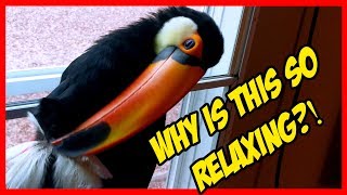 Toucan Preening Her Feathers is ODDLY Relaxing ASMR [upl. by Euv]