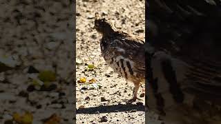 Easy Going quotStrutquot of the Ruffed Grouse grouse gamebirds birds [upl. by Hillel]