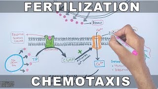 Fertilization  Fertilization in Sea Urchin  Acrosome Reaction  Sea Urchin Egg  Acrosome Reaction [upl. by Yelraf]