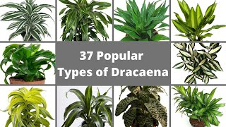 37 Popular Types of Dracaena Plants  Best Dracaena Varieties  Dracaena identification [upl. by Rahcir997]