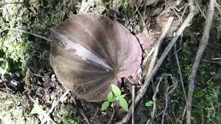 BERBURU TANAMAN HIAS DI HUTAN Bengkulu Utara dapat DURIAN JATUH [upl. by Ocinom521]