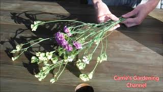 how to dry statice flowers how to dry sea lavender how to know when statice is dry [upl. by Anuhsal]