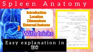 spleen Anatomy 12  Abdomen Anatomy BDC easy explanation with handwritten notes 📚 [upl. by Joaquin377]