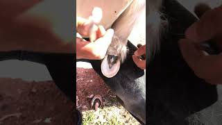 farrier farrierlife chestnut farrierwork farriery horse asrm farrierasrm youtubeshorts you [upl. by Gnex]