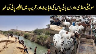 Maveshi mandi northern bypass  cattle market karachi  Bakra mandi sorab goat 2024 [upl. by Zsa Zsa]