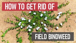 How to Get Rid of Field Bindweed Weed Management [upl. by Talia]