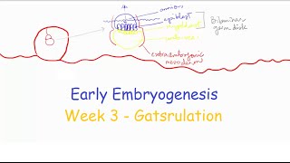 Week 3 Part 1 Gastrulation  Medical Embryology [upl. by Dorin]