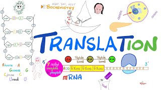 Translation mRNA to Proteins amp Ribosomes rER  Posttranslational Modification 🧬 [upl. by Berkeley]