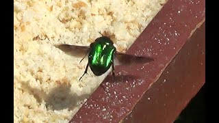 Green Rose Chafer Visiting Bird Feeder Cetonia aurata [upl. by Einohpets277]