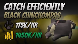 Catch Black Chinchompas Efficiently 175K EXP  1450K GPHr [upl. by Nizam70]