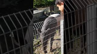 Zoo Negara Malaysia Tapir [upl. by Moonier]