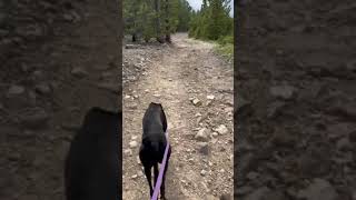 Video of Four Mile Creek Road Dispersed Camping CO from Mary D [upl. by Pleione]