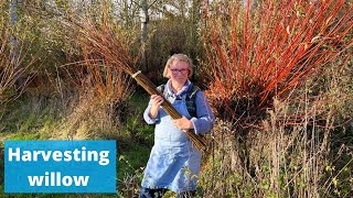 Harvesting willow for making Christmas wreaths [upl. by Flita]