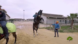 Caída del caballo del presentador de Todo Caballo Juan Ramón Romero [upl. by Sarkaria]