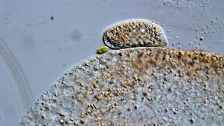 Freshwater ciliate showing a thigmotactic behaviour [upl. by Letsyrhc525]