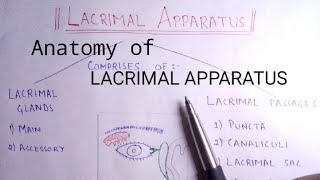 Anatomy of Lacrimal Apparatus  Handwritten Notes [upl. by Heringer612]