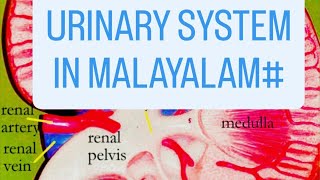 Urinary System Anatomy and Physiology in Malayalam [upl. by Kussell]