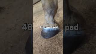 3 day process abscess barnlife equine horse animalintex equestrian [upl. by Weathers866]