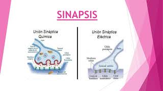 Sinapsis y neurotransmisores [upl. by Sukram]