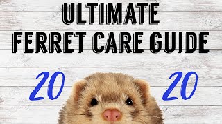 ULTIMATE FERRET CARE GUIDE 2020  Pazuandfriends [upl. by Ender]