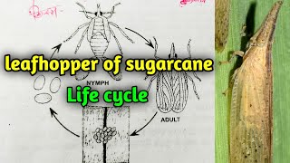 Leafhopper of sugarcane  Pyrilla perpusilla  Applied and economic Zoology BSc 3rd year [upl. by Sclar]