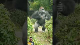 Gorilla dancefunny animals prank [upl. by Otiv717]