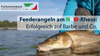 Feederangeln am NRWRhein Erfolgreich auf Barbe und Co [upl. by Survance]