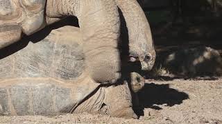 💗 Accouplement de Tortues Géantes des Seychelles 💗 [upl. by Gavin179]