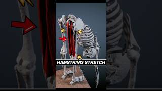 This is what your HAMSTRINGS look like when you stretch anatomy 3d stretching muscle medical [upl. by Tomaso898]