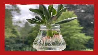 Crassula Hobbit stekken op water [upl. by Annaerb224]