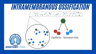 Intramembranous Ossification [upl. by Ikoek]