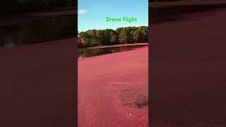 Cape Cod cranberry bog [upl. by Mira241]