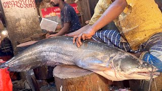 Amazing 10 kg Wallago attu Boal Fish Cutting amp Cleaning Skills Live  Fish Cutting Skills [upl. by Malchy]