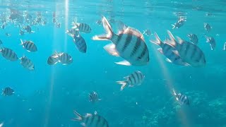 Snorkling at Sensitori Coral Sea Sharm ElSheikh sensatori holiday travel [upl. by Elleinwad]