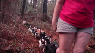 Rat Terrier Roundup [upl. by Lipsey384]