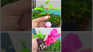 How to grow hibiscus cutting hibiscus garden plants shorts [upl. by Eleaffar332]