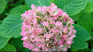 Lovely Hydrangeas In The Fall [upl. by Mitchiner]