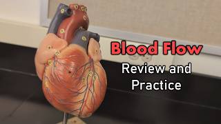 Blood Flow Review and Practice [upl. by Strickland]