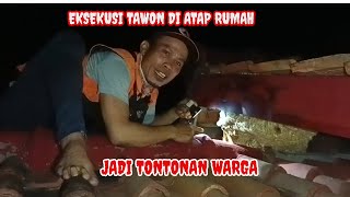 EKSEKUSI TAWON DI ATAP RUMAHjadi tontonan Wargajaytawonpetualang [upl. by Aivax]