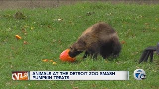 Animals at the Detroit Zoo smash pumpkin treats [upl. by Lledniuq]