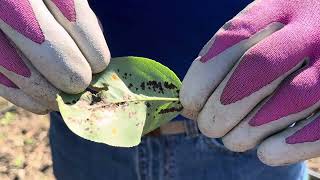 Fungal Rust amp Blister Mites on Pear Tree [upl. by Jeritah66]