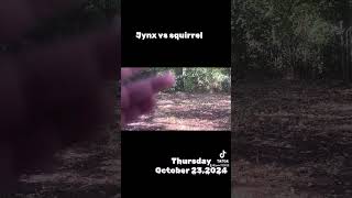 Jynx vs squirrel [upl. by Nema]