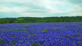 The Largest Field of Texas Bluebonnets in 2018 [upl. by Danice]