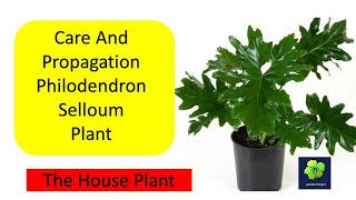 Care amp Propagation of Philodendron Selloum Hope Plant [upl. by Armilla424]