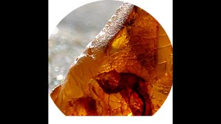 The Magic of Baltic Amber [upl. by Elacsap965]