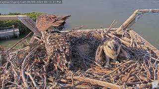 Captiva Osprey Nest 2024 Season  2024 June 08  Ding and Darling Wings and Close Up [upl. by Ayhtak828]